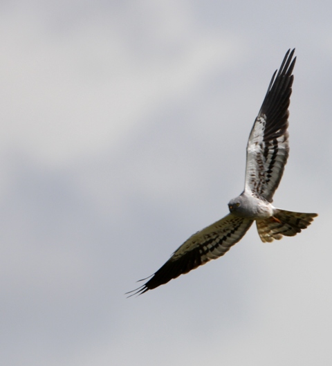 Autumn raptor migration and visit to The Kingdom of the Iberian Lynx ...